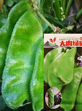 大肉绿扁豆种子高产猪耳朵扁豆肉厚扁豆角阳台庭院种植蔬菜种籽