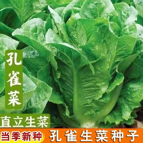 孔雀菜种子一年四季种可生吃高营养直立生菜种子盆栽地栽沙拉生菜