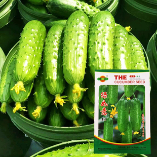 绿如意水果黄瓜种子大户优选瓜果种籽阳台庭院大田种植黄瓜种籽