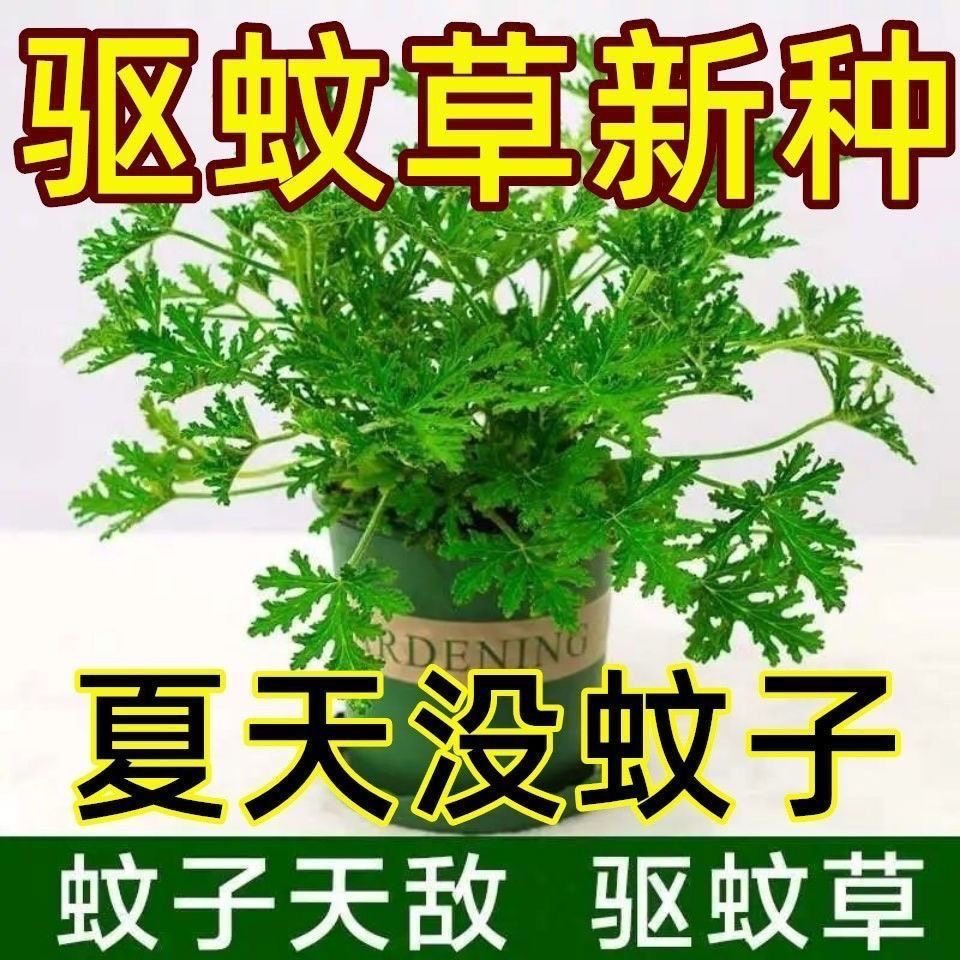 驱蚊草种子香叶防蚊子盆栽室内外天竺葵籽阳台耐旱驱蚊虫植物种孑
