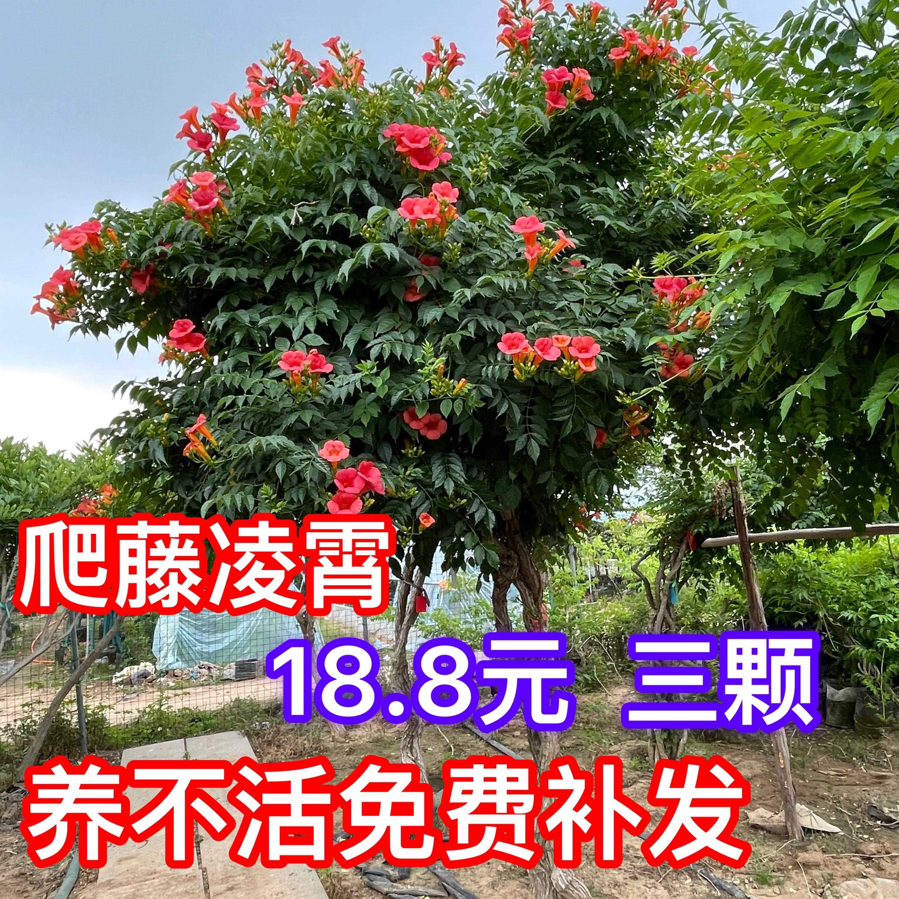 凌霄花苗爬藤植物俄罗斯藤蔓四季绣球/木绣球/圆锥乔