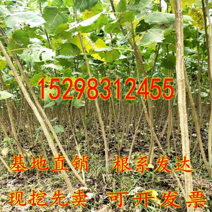 白杨树苗 白杨树 速生杨107速生杨树苗 植树造林 3804白杨苗包邮
