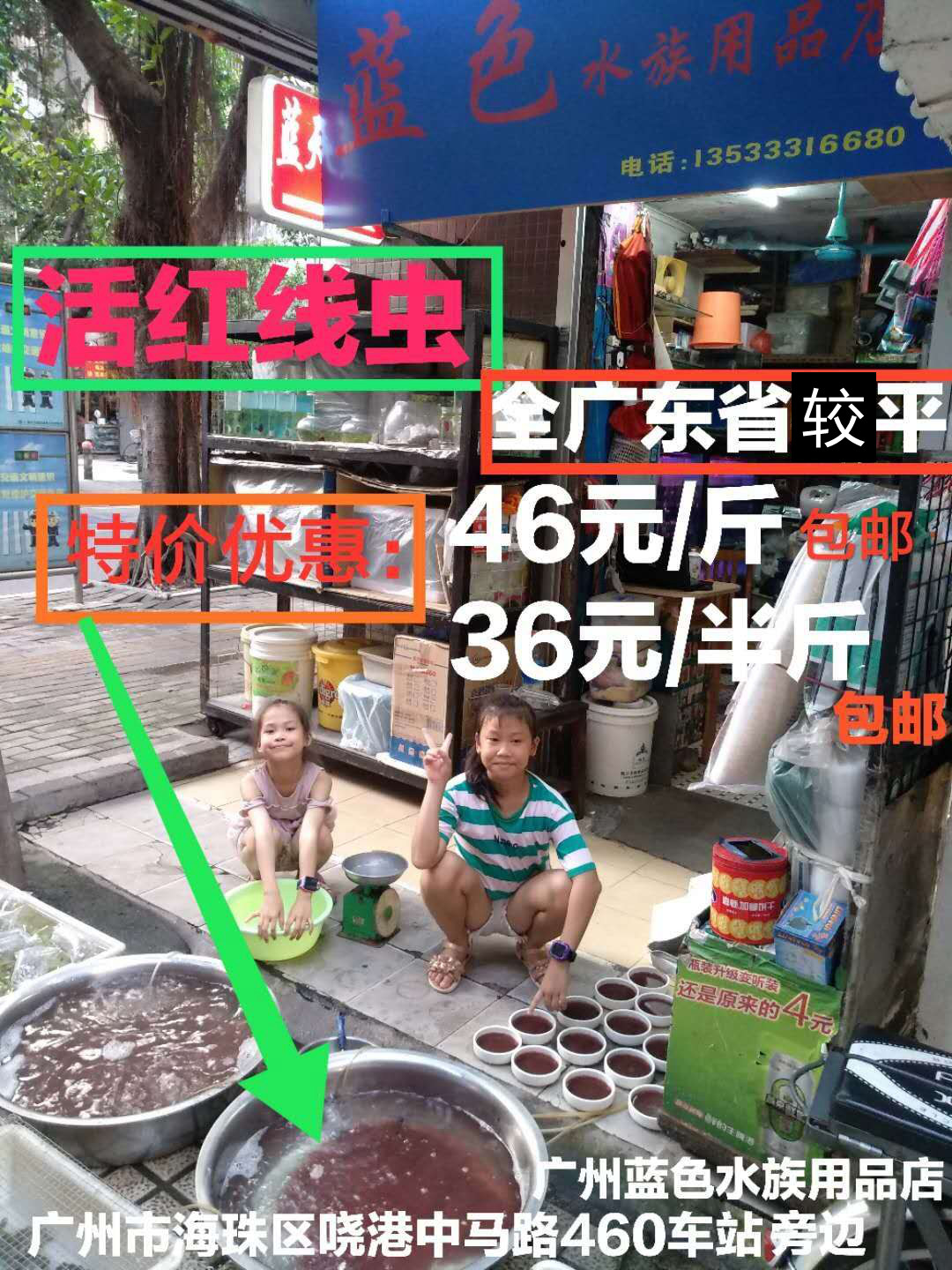 广东广州市海珠区晓港中马路119号蓝色水族红线虫活饵活体水蚯蚓