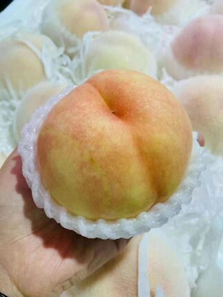 正宗无锡阳山水蜜桃10-14粒 包邮