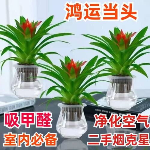 鸿运当头盆栽植物凤梨花苗水培花卉整套红星凤梨绿花植物水养室内