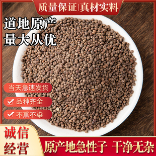 新鲜官方新款上市中药材急性子 凤仙花子指甲花籽新货精选急性籽