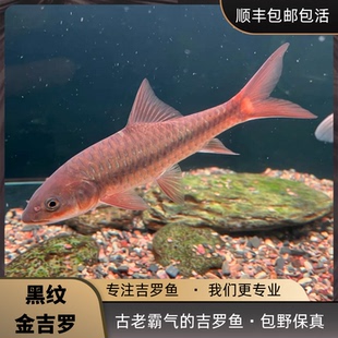 蓝吉罗黑纹吉罗鱼黑线吉罗缅甸进口活体吉罗观赏鱼稀有吉罗包邮