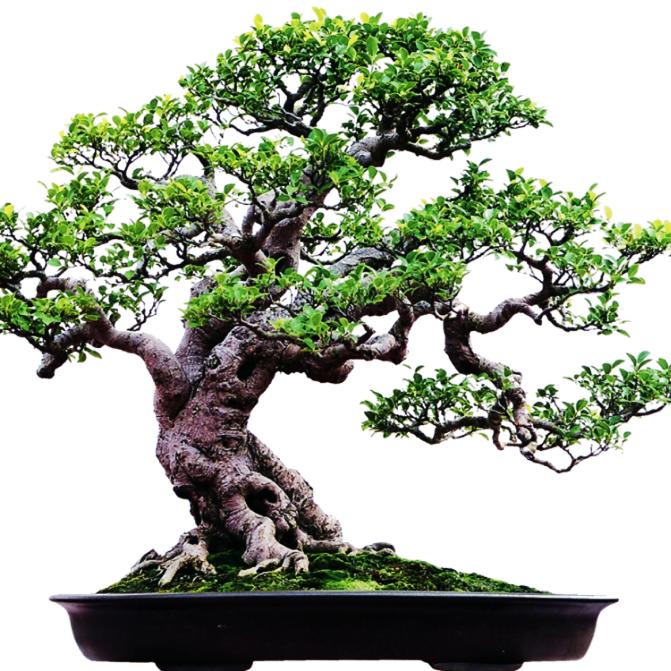 金弹子盆景盆栽绿植美化环境净化空气（直播拍卖20-100链接）