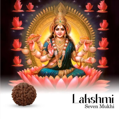 印度国际直邮Rudraksha lahshmi拉克希米7面金刚菩提子珠子22mm