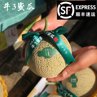 现货牛三3玫珑瓜2个原箱网纹甜瓜蜜瓜静冈哈密瓜牛3蜜瓜顺丰软糯
