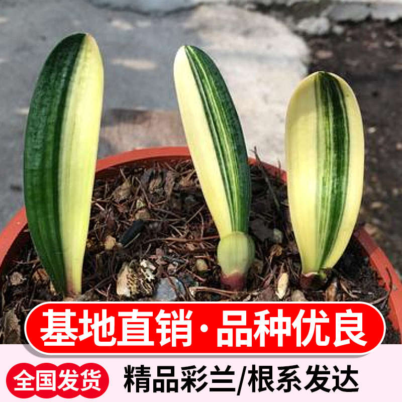 长春君子兰精品彩兰覆轮鸳鸯瓷白墨小苗室内绿植盆栽吸甲醛包邮