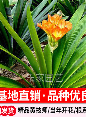 长春精品君子兰立板插座浅体圆头