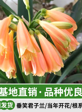 君子兰室内客厅四季常青好养