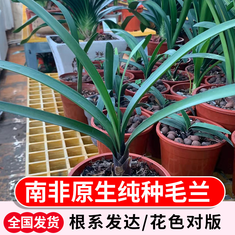 君子兰开普顿毛兰血毛兰红毛兰原生种毛兰苗绿植办公室阳台种植