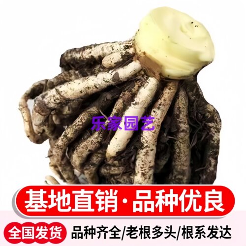 君子兰老桩造型艺景多头连体群兰