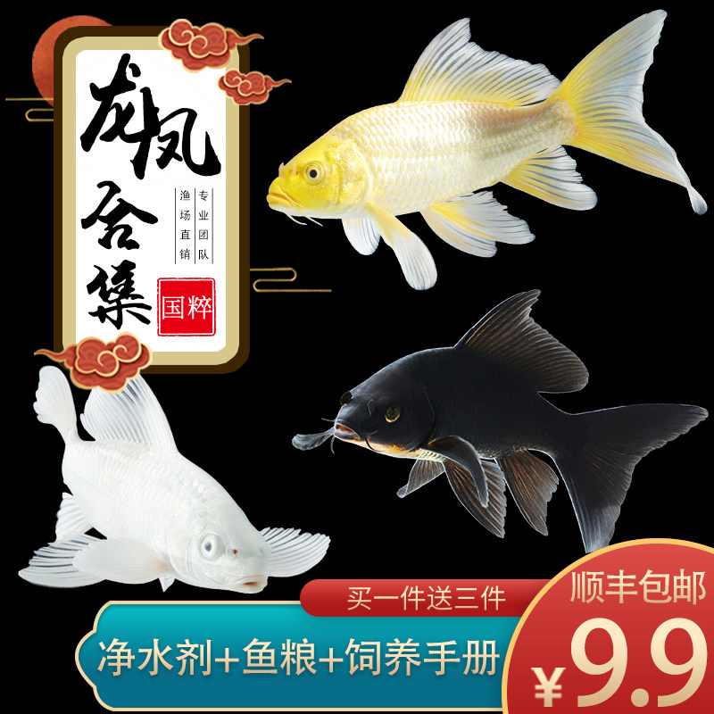 观赏鱼龙凤锦鲤活鱼活体淡水冷水好养易活招财小型金鱼长尾蝴蝶鲤 盎益生态水族 淘优券 观赏鱼龙凤锦鲤活鱼活体淡水冷水好养易活招财小型金鱼长尾蝴蝶鲤 盎益生态水族 淘优券