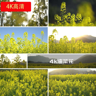 4K油菜花春季田野花开农村风景浏览观看旅游踏青春暖花开视频素材