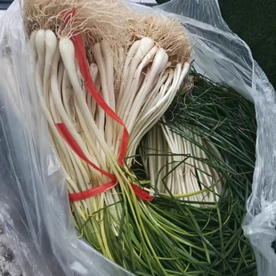 福建云霄特产新鲜路桥葱现挖农家种植新鲜蔬菜