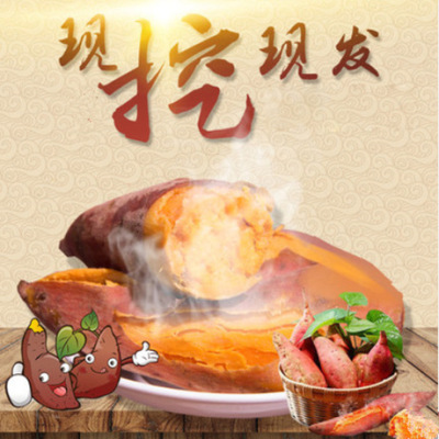 六鳌新鲜沙地现挖现发粉糯