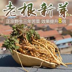 苦麻子茶新货苦菜茶山东野生带根茶农家自然晾晒苦碟子蛇虫苗