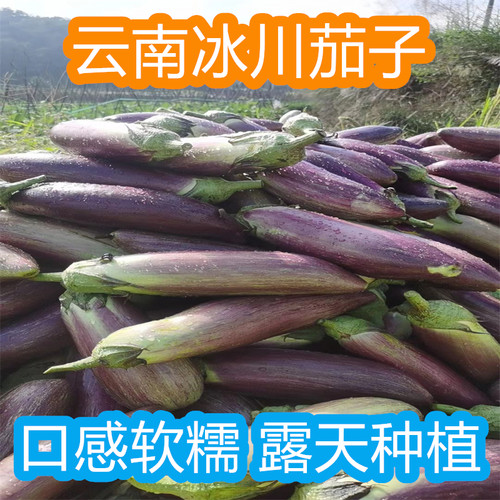 云南西双版纳冰川糯茄子