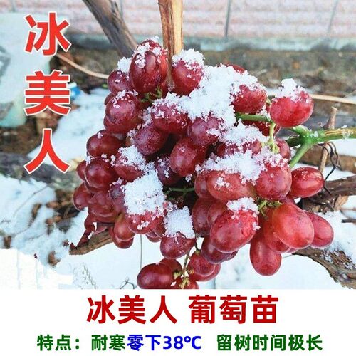 超耐寒嫁接冰美人葡萄树苗金优无核葡萄苗四季种植当年结果果树苗