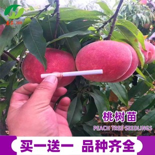 桃树果苗盆栽嫁接地栽南方北方种植早熟特大冬桃水蜜桃苗当年结果