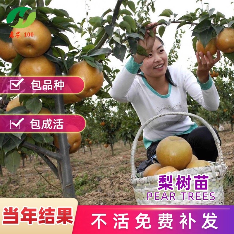嫁接梨树果苗盆栽红梨黄金梨南方北方种植地栽果树果苗当年结果苗