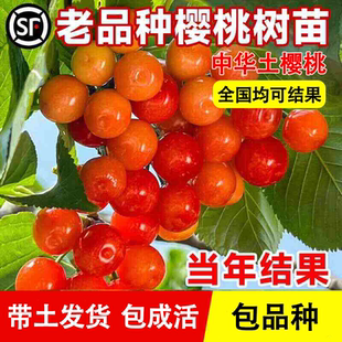 樱桃苗树中华小樱桃苗矮化盆栽老品种红妃土樱桃苗四季种植果树苗