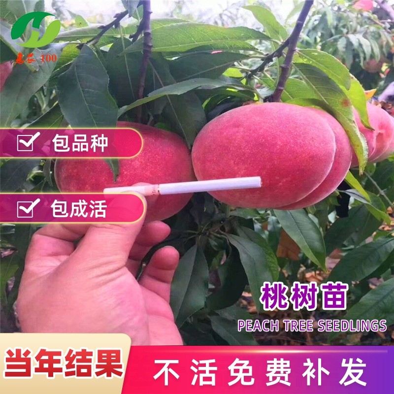 桃树果苗盆栽嫁接地栽南方北方早熟特大油桃水蜜桃苗当年种植结果