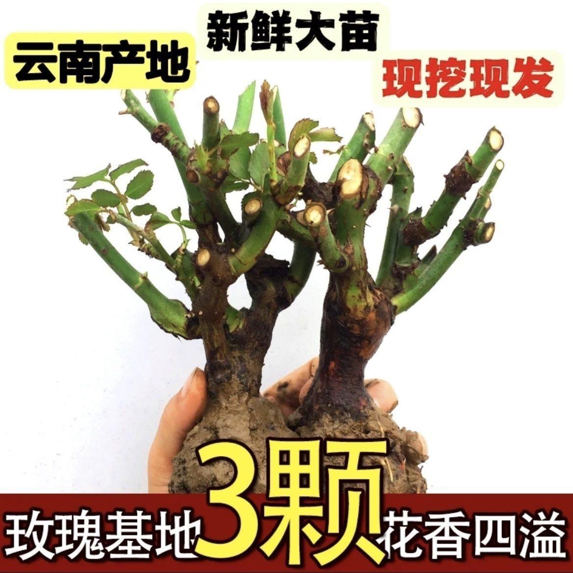 易养活鲜花卉永生花美观花开饱满图片