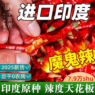 进口正宗印度椒魔鬼辣干辣椒特辣整个+辣椒段爆辣超辣的新货巨辣