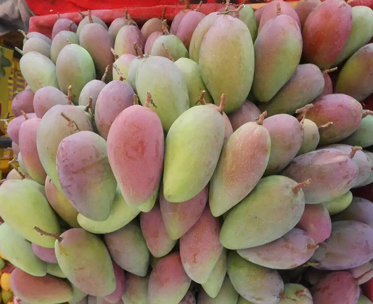 小贵妃芒 新鲜水果广西百色特产芒果 5斤包邮 农家自摘2018年现摘