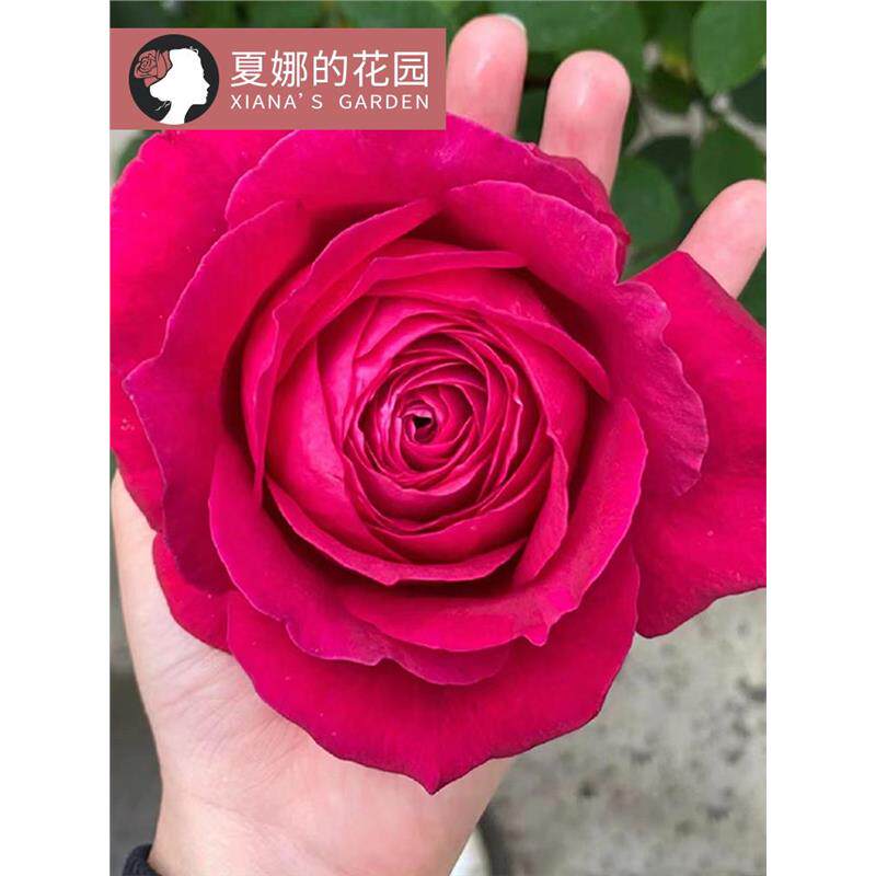 詹尼斯特大花月季浓香四季开花阳台盆栽户外庭院地栽灌木大红色