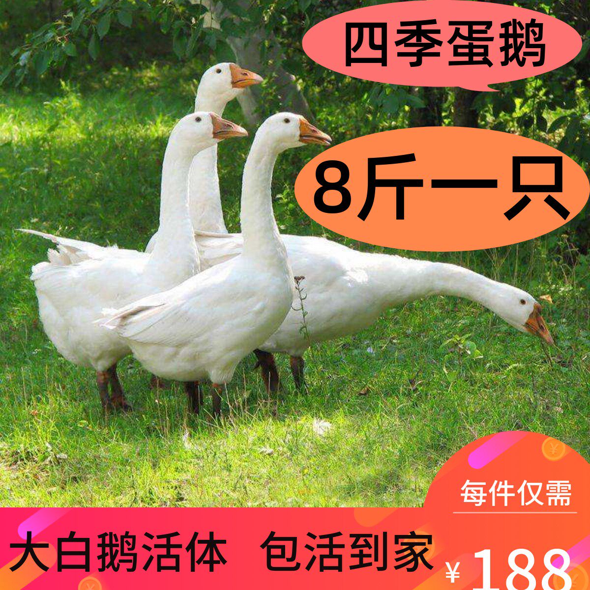 8斤成年鹅活体狮头鹅三花鹅货鹅大白鹅老鹅下蛋鹅五龙鹅7斤鹅活鹅,宠物/宠物食品及用品,宠物鸭,淘宝优惠券,粉丝福利购,淘宝优惠卷