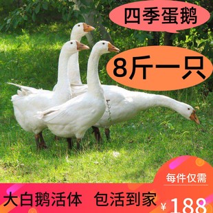 8斤成年鹅活体狮头鹅三花鹅货鹅大白鹅老鹅下蛋鹅五龙鹅7斤鹅活鹅
