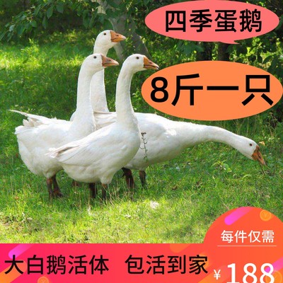 8斤成年鹅活体狮头鹅三花鹅货鹅大白鹅老鹅下蛋鹅五龙鹅7斤鹅活鹅