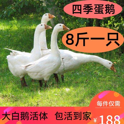 8斤成年鹅活体狮头鹅三花鹅货鹅大白鹅老鹅下蛋鹅五龙鹅7斤鹅活鹅