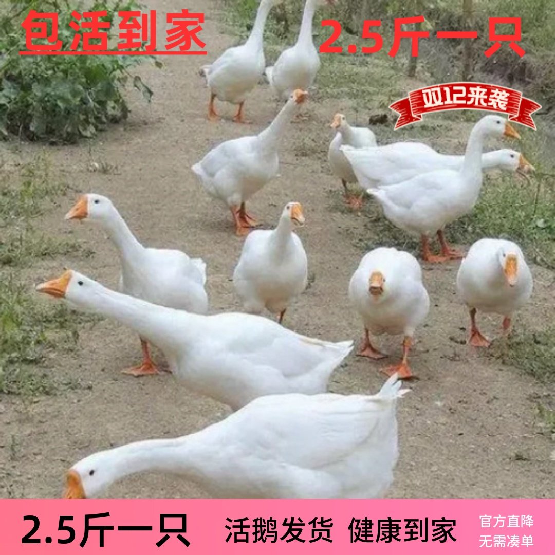 皖西鹅活体鹅二斤鹅四季鹅3斤活鹅6斤成年浙东鹅五龙鹅宠物鸭鹅,宠物/宠物食品及用品,宠物鸭,淘宝优惠券,粉丝福利购,淘宝优惠卷