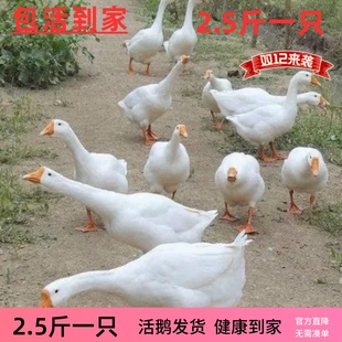 皖西鹅活体鹅二斤鹅四季鹅3斤活鹅6斤成年浙东鹅五龙鹅宠物鸭鹅