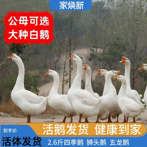 小鹅活体鹅四季鹅宠物鸭大白鹅活鹅狮头鹅3斤活鹅6斤成年