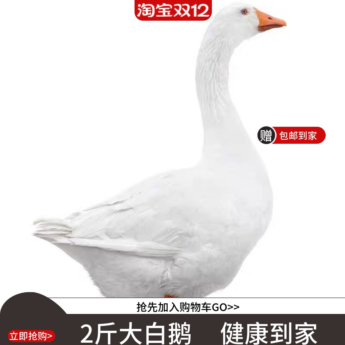 五龙产蛋王鹅活体鹅四季鹅狮头鹅三花鹅活鹅宠物鸭二斤鹅四季鹅