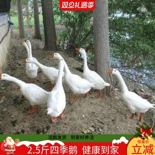 小鹅活体鹅二斤鹅四季鹅大白鹅宠物鸭鹅3斤狮头鹅活鹅五龙鹅浙东