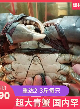 非洲斯里兰卡超级巨型青蟹（2-3斤/只公蟹）特大螃蟹鲜活蟹王泥蟹