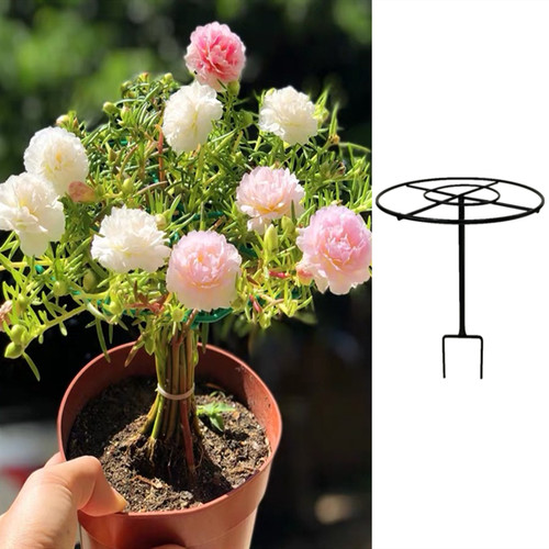 绣球蓝雪花蟹爪兰花架爬藤铁艺
