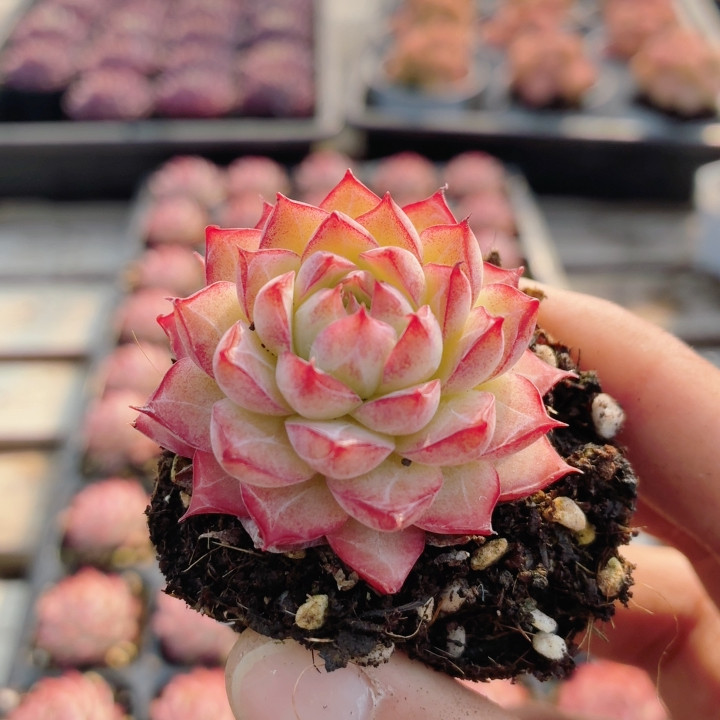 红女王  多肉植物阳台精品新手好养稀有花卉绿植高颜值（20包邮）,鲜花速递/花卉仿真/绿植园艺,多肉植物,淘宝优惠券,粉丝福利购,淘宝优惠卷