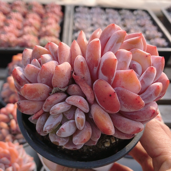 精品芙蓉橙  多肉植物阳台盆栽小绿植花卉好养精品稀有（20包邮）