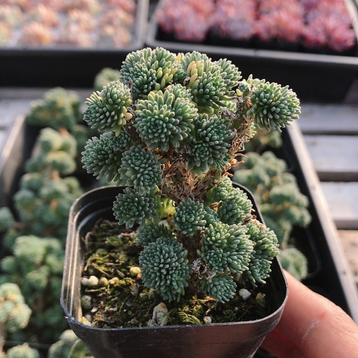 球松  稀有名贵多肉植物阳台办公室内好养绿植花卉盆栽（20包邮,鲜花速递/花卉仿真/绿植园艺,多肉植物,淘宝优惠券,粉丝福利购,淘宝优惠卷