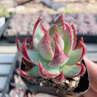 惊鸿仙子  多肉植物精品可爱盆栽办公室阳台好养高颜值（20包邮）