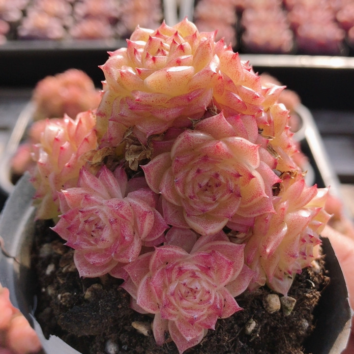 洛凝麦秆  多肉植物精品高颜值绿植花好养迷你小盆栽（20包邮,鲜花速递/花卉仿真/绿植园艺,多肉植物,淘宝优惠券,粉丝福利购,淘宝优惠卷